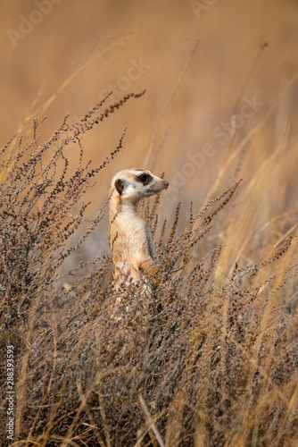 Meerkat Suricata Suricatta, on guard, South Africa/ © Jurie