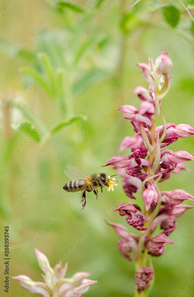 Bug orchid and honey bee with orchid polinio in flight, Anacamptis coriophora, Orchis coriophora ssp fragans, Andalusia, Southern Spain Bug orchid and honey bee with orchid polinio in flight, Anacamptis coriophora, Orchis coriophora ssp fragans, Andalusia, Southern Spain