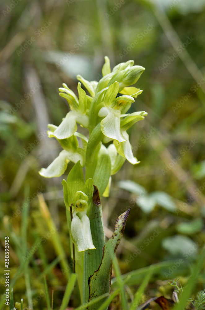 Obraz premium Fan-lipped Orchid - Orchis collina, Anacamptis collina flavescens, white variation, in Andalusia, Southern Spain