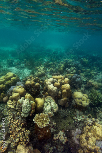 Diving on a coral reef in palawan, Philippines