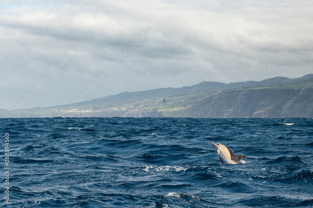 Obraz premium Group of Common dolphins in the waters of the Azores Islands near Sao Miguel Island.