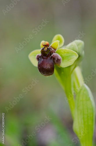 Bumblebee orchid, Ophrys bombyliflora, Andalusia, Spain photo