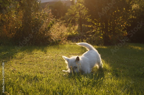  West Highland White Terrier Welpe schnüffelt im Gras