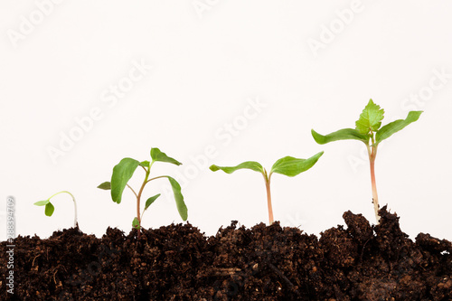 plants on soil at white background, stages of growth