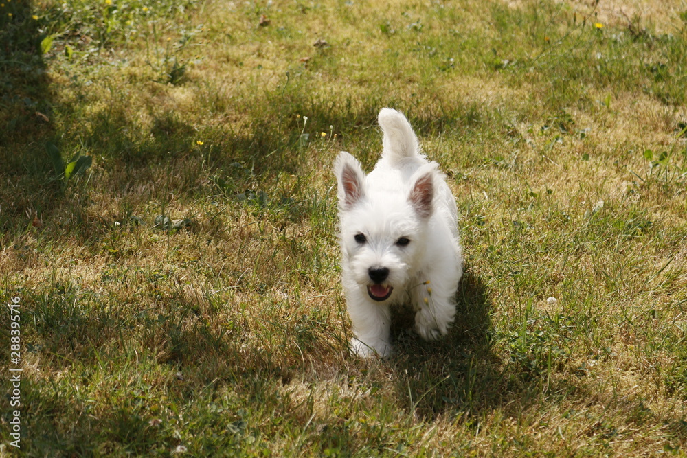 West Highland White Terrier Welpe läuft im Gras West Highland White Terrier Welpe läuft im Gras