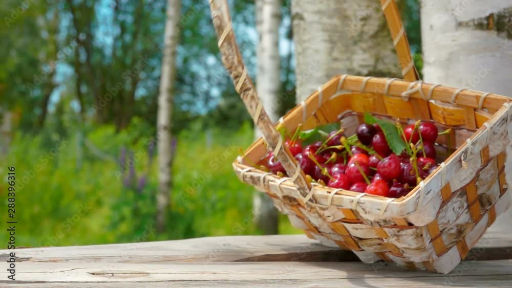 Basket with ripe cherries falls on a wooden table. Berries fall on the table. Slow motion outdoors against birch Basket with ripe cherries falls on a wooden table. Berries fall on the table. Slow motion outdoors against birch
