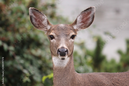 Fototapeta Naklejka Na Ścianę i Meble -  Hello Deer