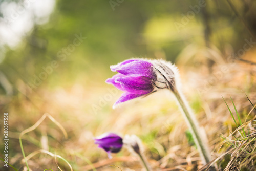 Greater pasque flowers (Pulsatilla grandis).violet flowers close up. Wild Spring beautiful pasque photo