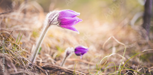 Greater pasque flowers (Pulsatilla grandis).violet flowers close up. Wild Spring beautiful pasque photo