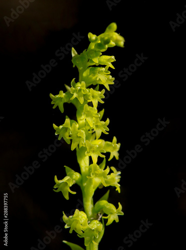 Gennaria diphylla, Two-leaved, Two leaved Gennaria orchid, Andalusia, Spain photo