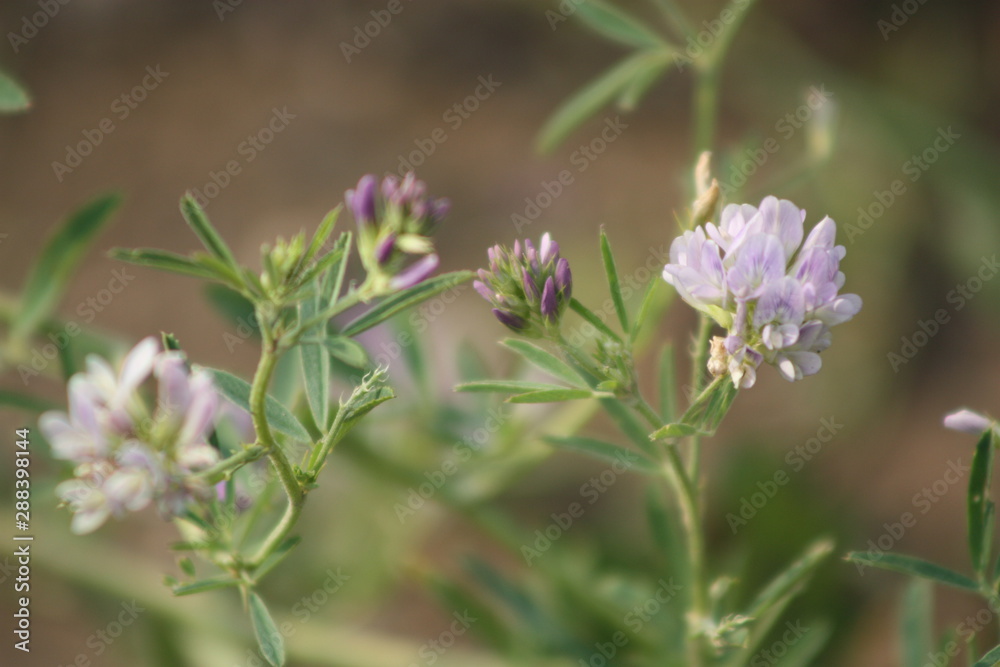 Purple Wild Flower 