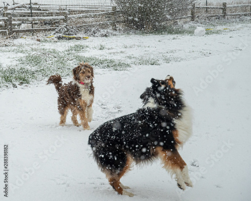 Dog waiting for a snowball photo