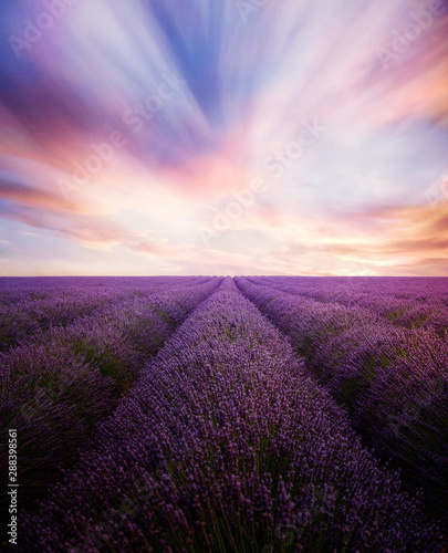 Lavender field with dramatic sunset