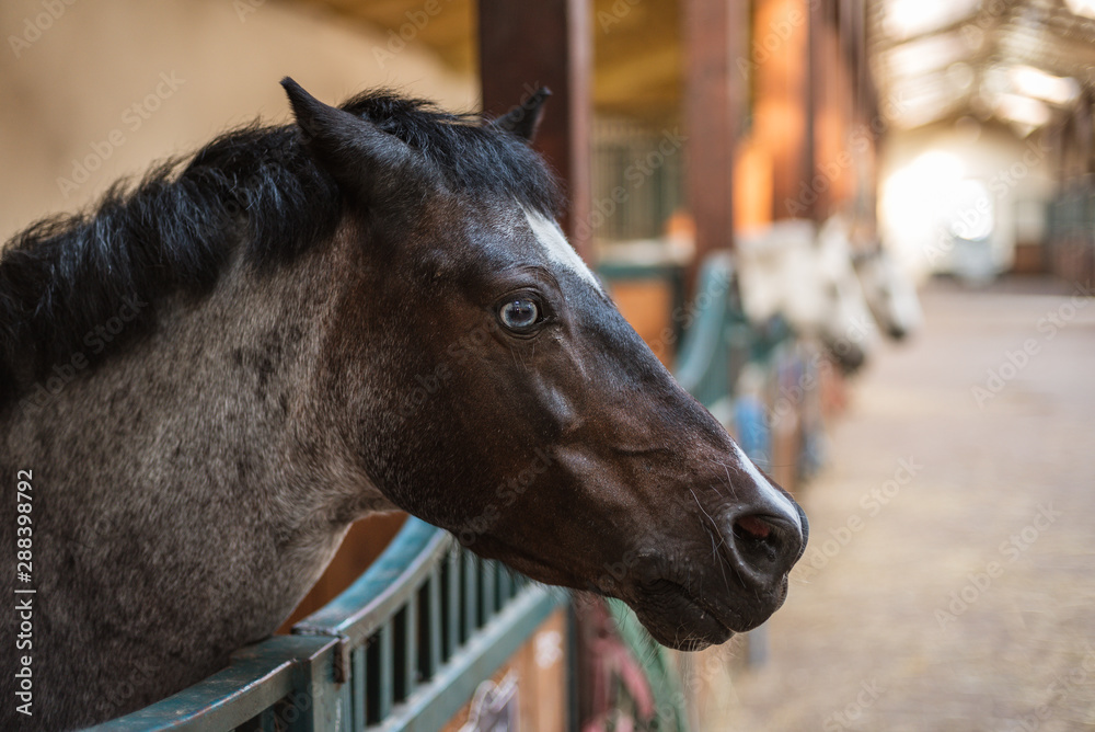 Fototapeta premium A pony's head with blue eye in the loosebox in the stable