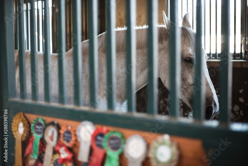 The horse locked in the loosebox in the stable and winning cotillions on the door photo