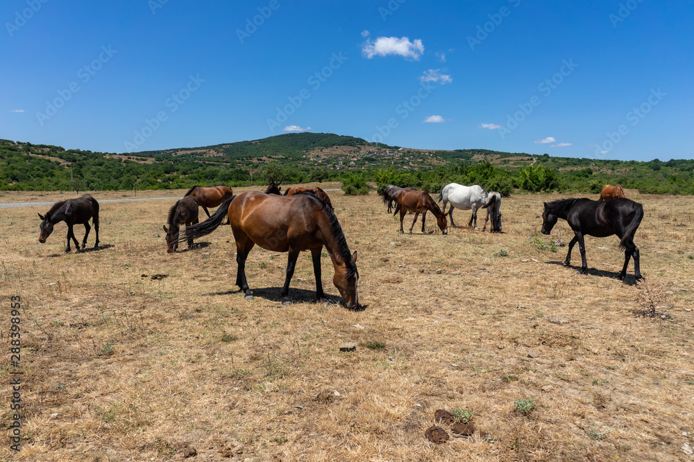Wild horses from Cape Emine. The Bulgarian Black Sea Coast. Wild horses from Cape Emine. The Bulgarian Black Sea Coast.