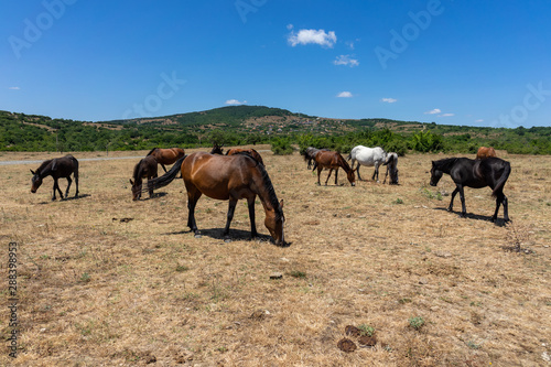 Wild horses from Cape Emine. The Bulgarian Black Sea Coast. © Sergey Kohl