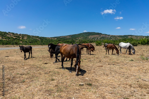 Wild horses from Cape Emine. The Bulgarian Black Sea Coast.