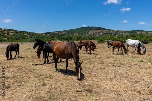 Wild horses from Cape Emine. The Bulgarian Black Sea Coast.