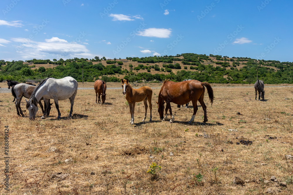 Wild horses from Cape Emine. The Bulgarian Black Sea Coast. Wild horses from Cape Emine. The Bulgarian Black Sea Coast.