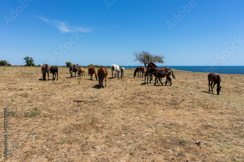 Wild horses from Cape Emine. The Bulgarian Black Sea Coast.