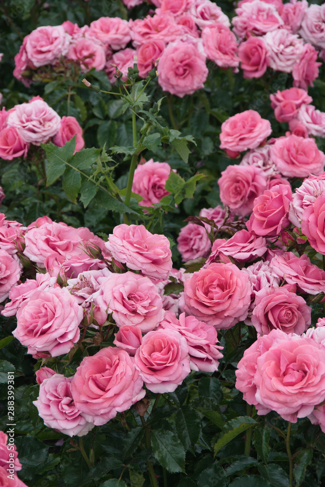 pink rose flower in the garden pink rose flower in the garden