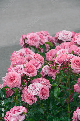 Fototapeta Naklejka Na Ścianę i Meble -  pink rose flower in the garden