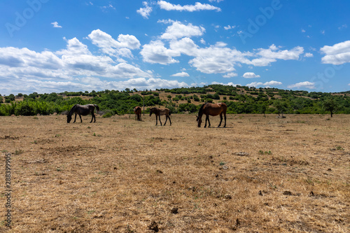 Wild horses from Cape Emine. The Bulgarian Black Sea Coast.