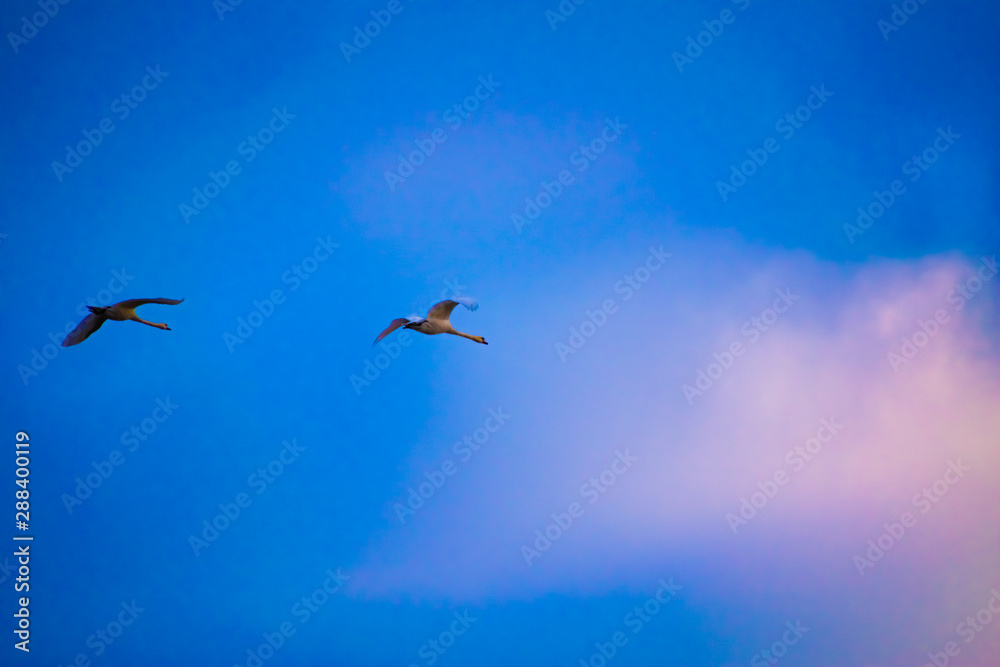 Fototapeta premium geese in flight