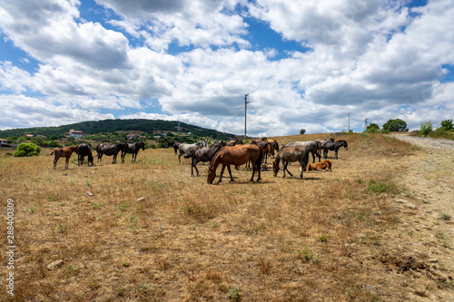 Wild horses from Cape Emine. The Bulgarian Black Sea Coast.