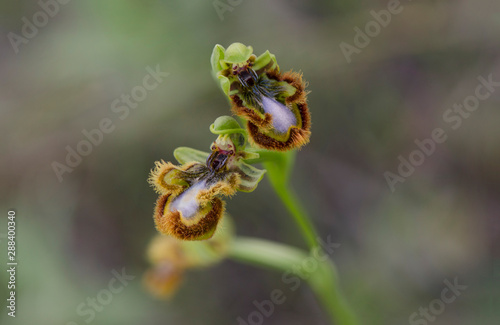 Photos Mirror orchid, Ophrys speculum, Andalusia, Southern Spain.