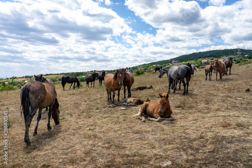 Wild horses from Cape Emine. The Bulgarian Black Sea Coast. © Sergey Kohl