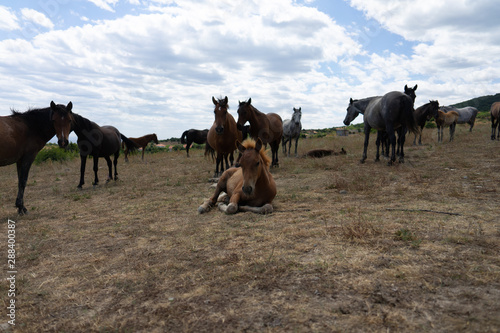 Fototapeta Naklejka Na Ścianę i Meble -  Wild horses from Cape Emine. The Bulgarian Black Sea Coast.
