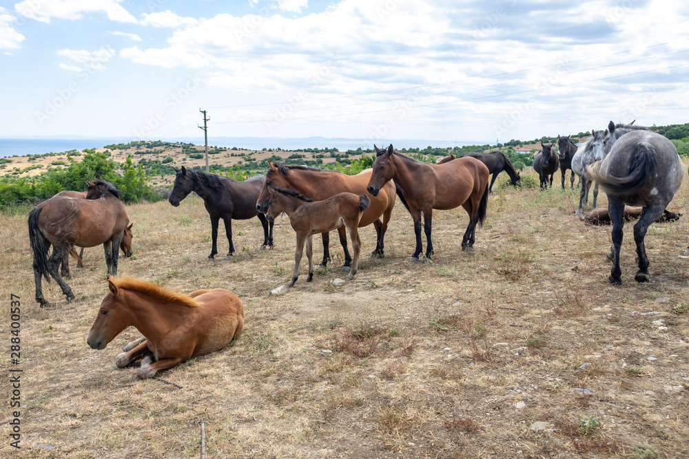 Wild horses from Cape Emine. The Bulgarian Black Sea Coast. Wild horses from Cape Emine. The Bulgarian Black Sea Coast.
