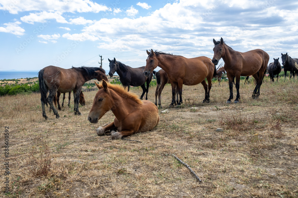 Wild horses from Cape Emine. The Bulgarian Black Sea Coast. Wild horses from Cape Emine. The Bulgarian Black Sea Coast.