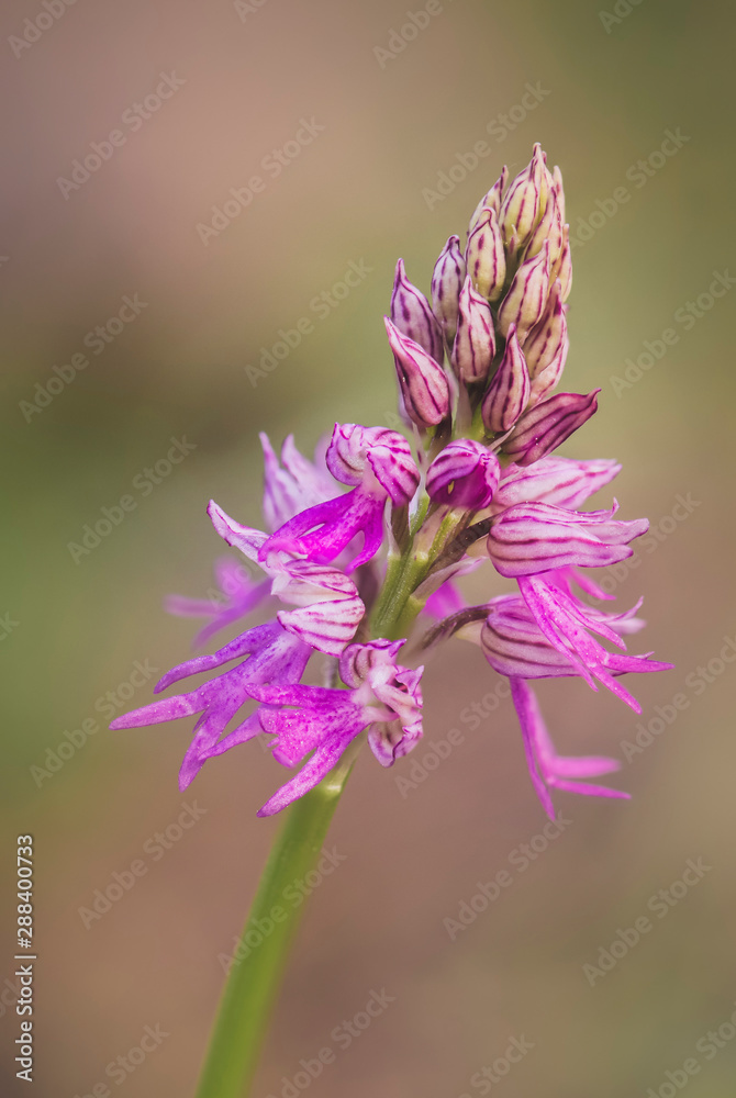 Hybrid orchid, orchis italica x orchis anthropophora = orchis bivonae tod, Andalusia, Spain. Hybrid orchid, orchis italica x orchis anthropophora = orchis bivonae tod, Andalusia, Spain.