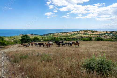 Wild horses from Cape Emine. The Bulgarian Black Sea Coast.