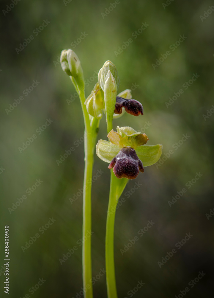 Ophrys algarvensis, Fusca wild orchid. Andalusia, Spain. Ophrys algarvensis, Fusca wild orchid. Andalusia, Spain.