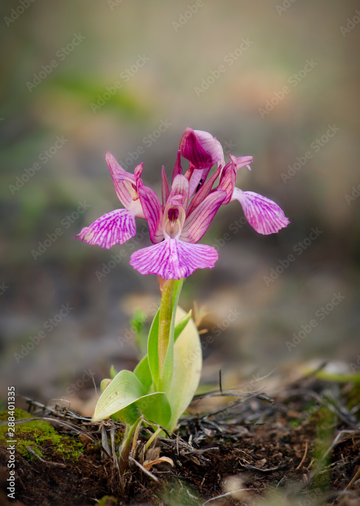 Hybrid orchid of Orchis collina x Orchis papilionacea, Anacamptis × dafnii nothosubsp. solanoi, andalusia, Spain. Hybrid orchid of Orchis collina x Orchis papilionacea, Anacamptis × dafnii nothosubsp. solanoi, andalusia, Spain.