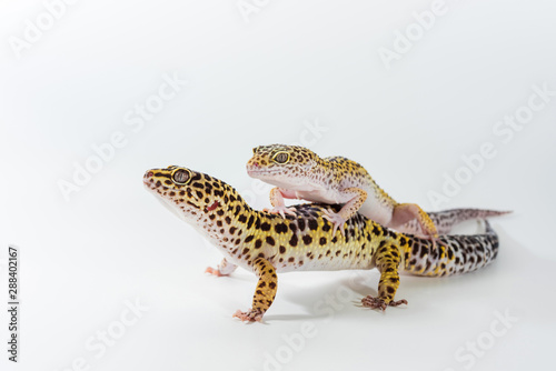 Two cute leopard gecko (Eublepharis Macularius) on a white background. © cherokee4