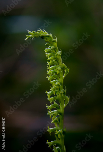 Gennaria diphylla, Two-leaved, Two leaved Gennaria orchid, Andalusia, Spain photo