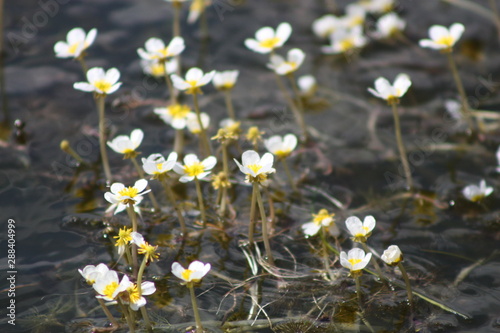 Miniature White Water Lily 