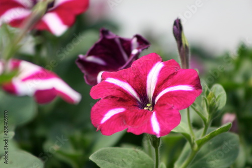 Candy Stripe Petunia