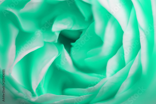 Fresh neo mint green rose close up macro photography of petals. photo