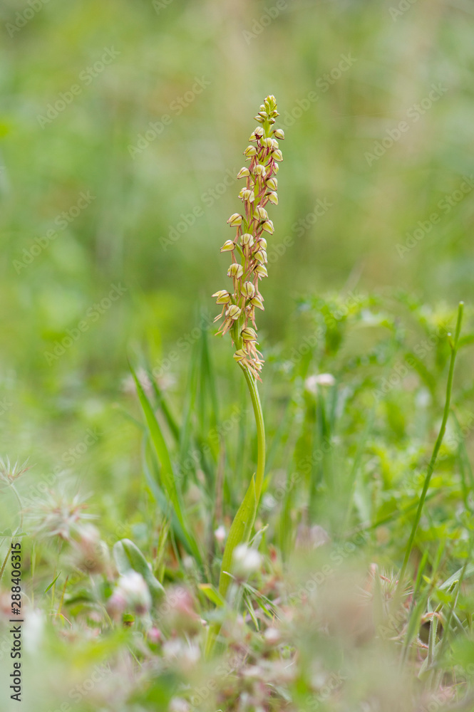 Wild orchid, Man orchid, Orchis anthropophora, Aceras anthropophorum, Andalusia, Southern Spain.