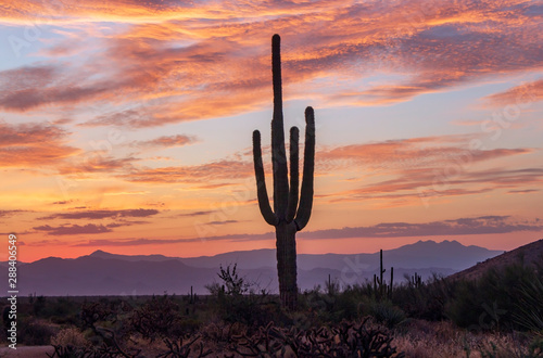 Saguaro Cactus With Colorful Skies Before Sunrise