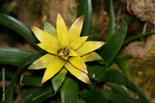 Yellow Tropical Flower 