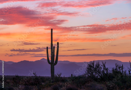 Cactus With Colorful Skies Before Desert Sunrise In AZ