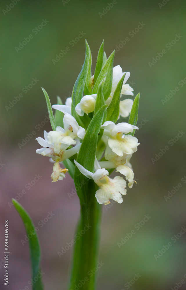 Barton's Orchid, Dactylorhiza insularis, inflorescence, Andalusia, Spain