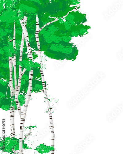 Obraz na plátně Silver birch trees template